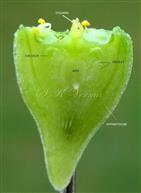  Hypanthium V.S.